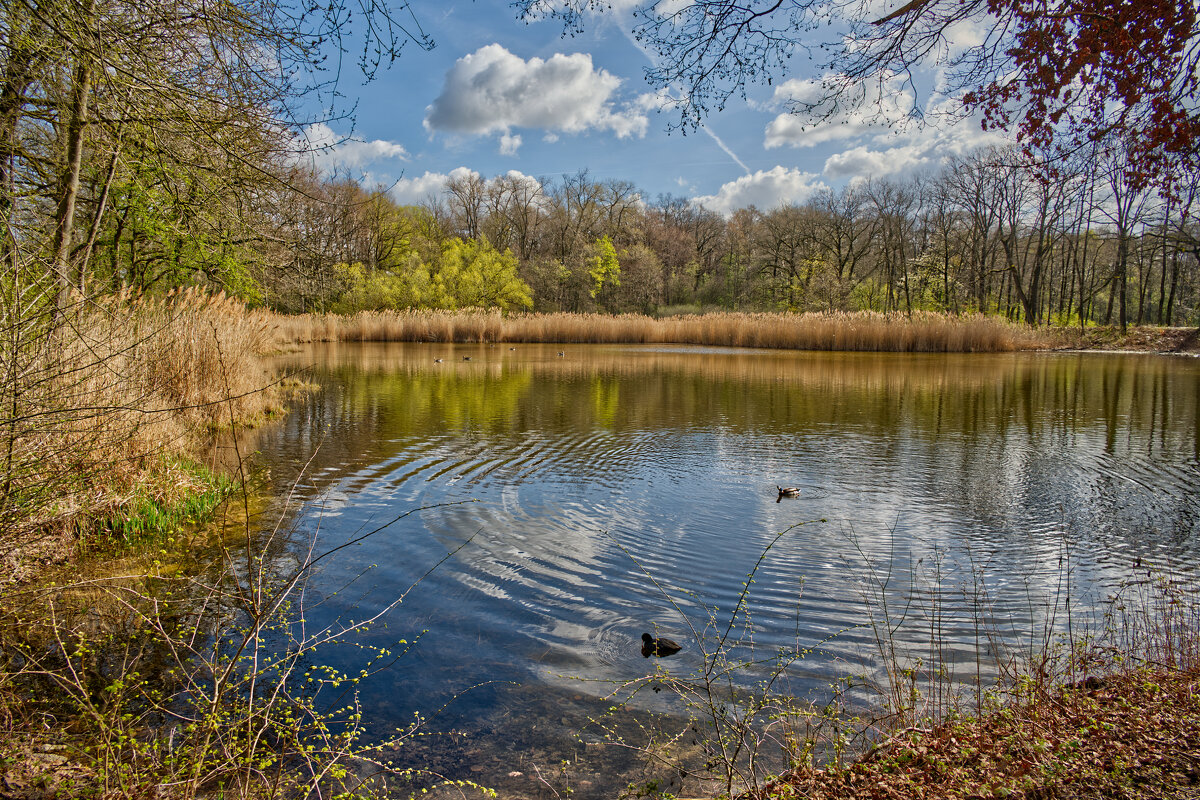 Рыбный пруд - Jakob Dick