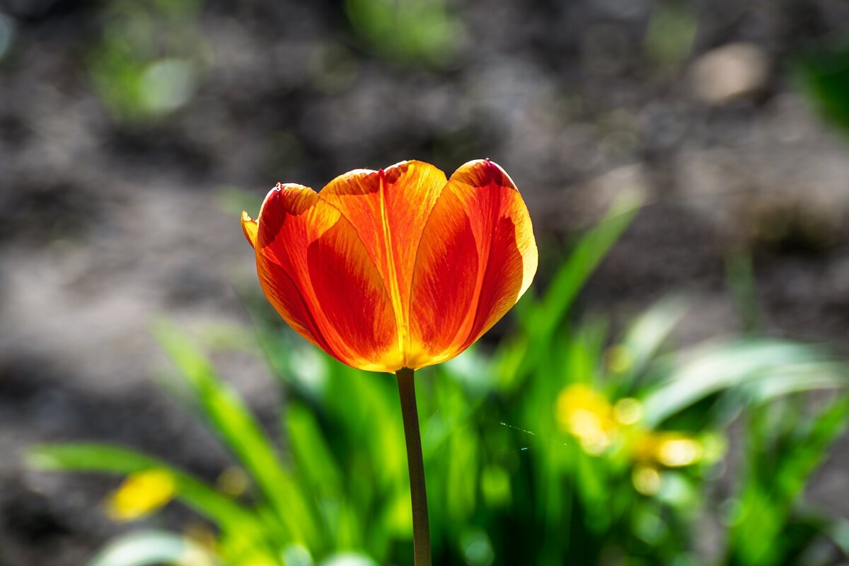 Тюльпан - Игорь Сикорский Тюльпан - Игорь Сикорский