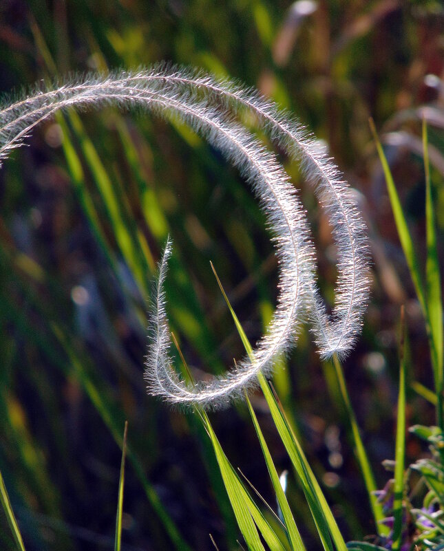 Косы ковыля. - nadyasilyuk Вознюк Косы ковыля. - nadyasilyuk Вознюк