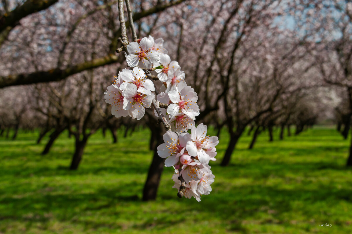 Веточка миндаля.. - Светлана Фокша