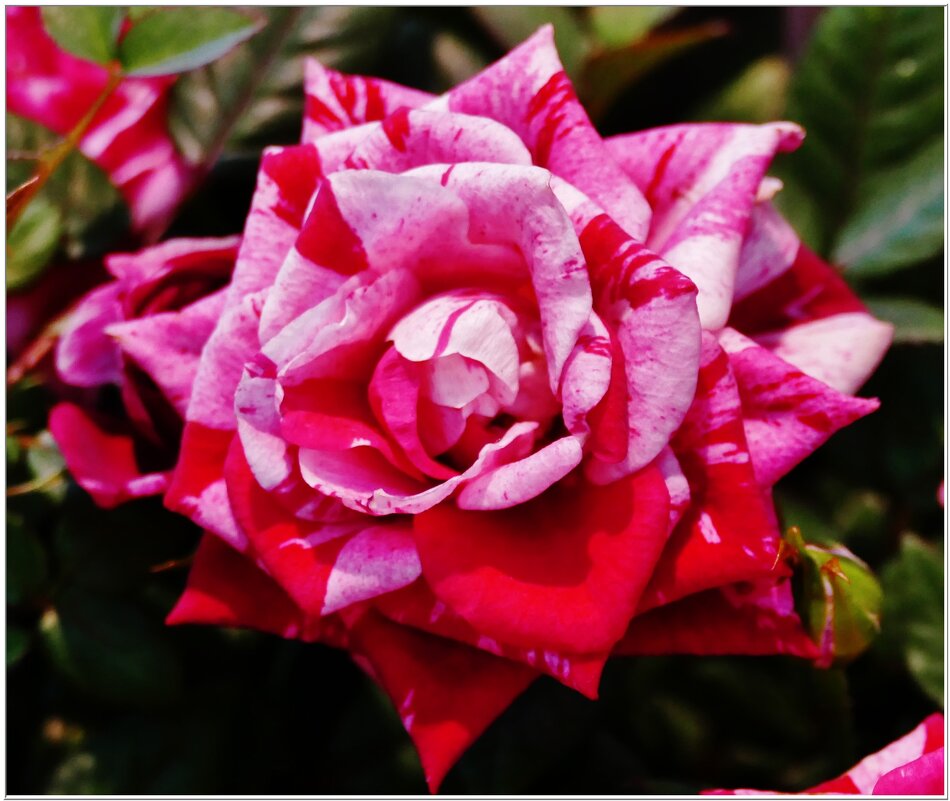 РОЗА... - Elvira E. РОЗА... - Elvira E.