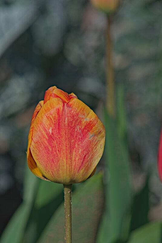 КрасноЖелтый тюльпан - Giant Tao /