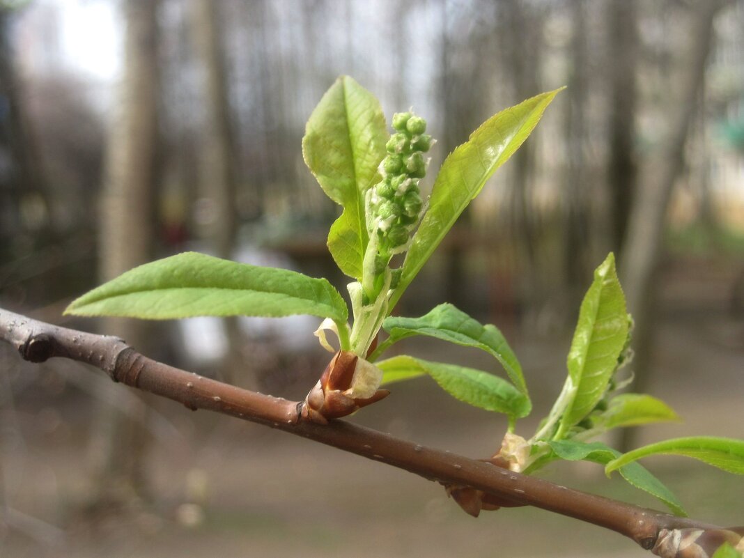 Весеннее - Елена Семигина