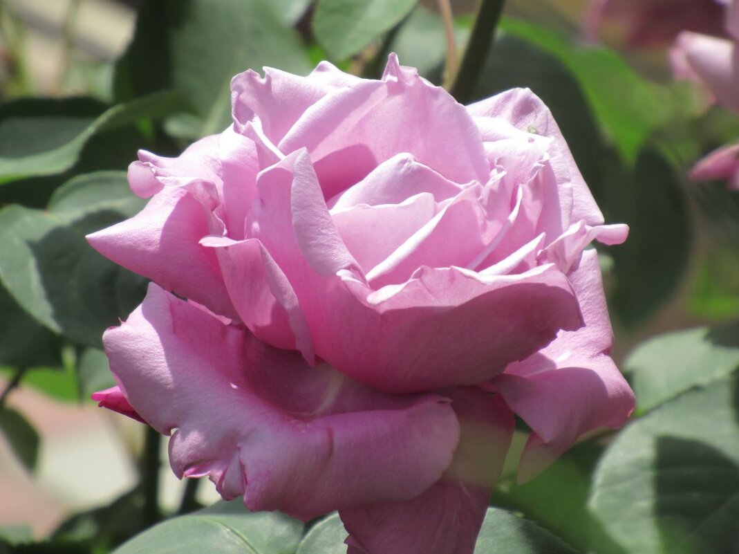 Розы... розы... - viach 