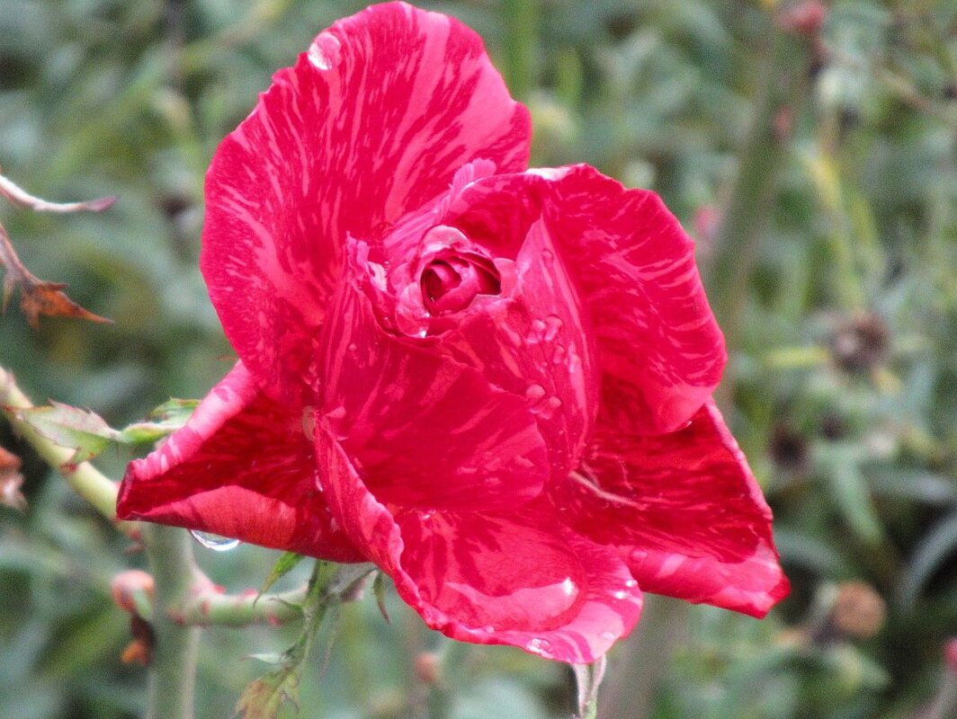 Розы... розы... - viach 