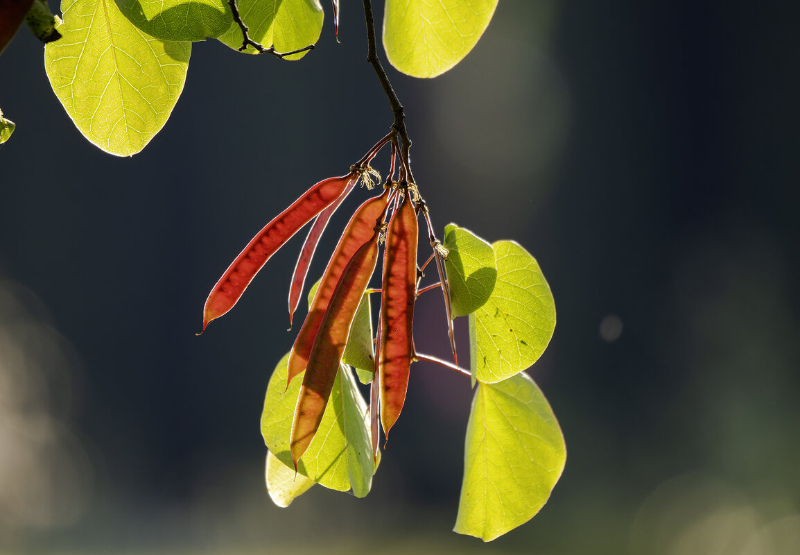 Утро. - Alexander Amromin