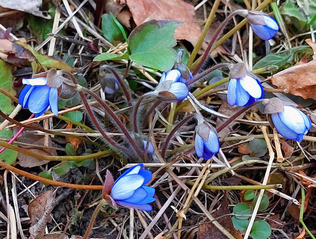 Первые цветы - Ирина Румянцева