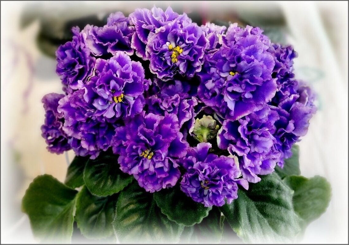 Фиалочка - Елена Сухорученкова