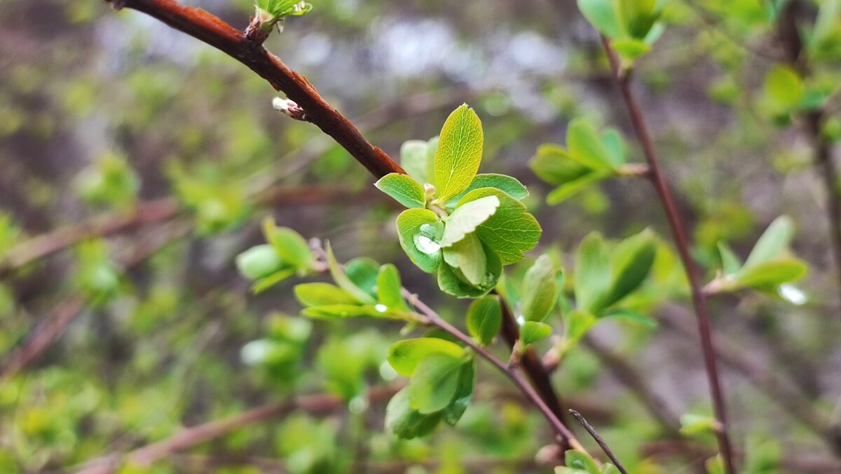 ,,, - Сергей Тимоновский