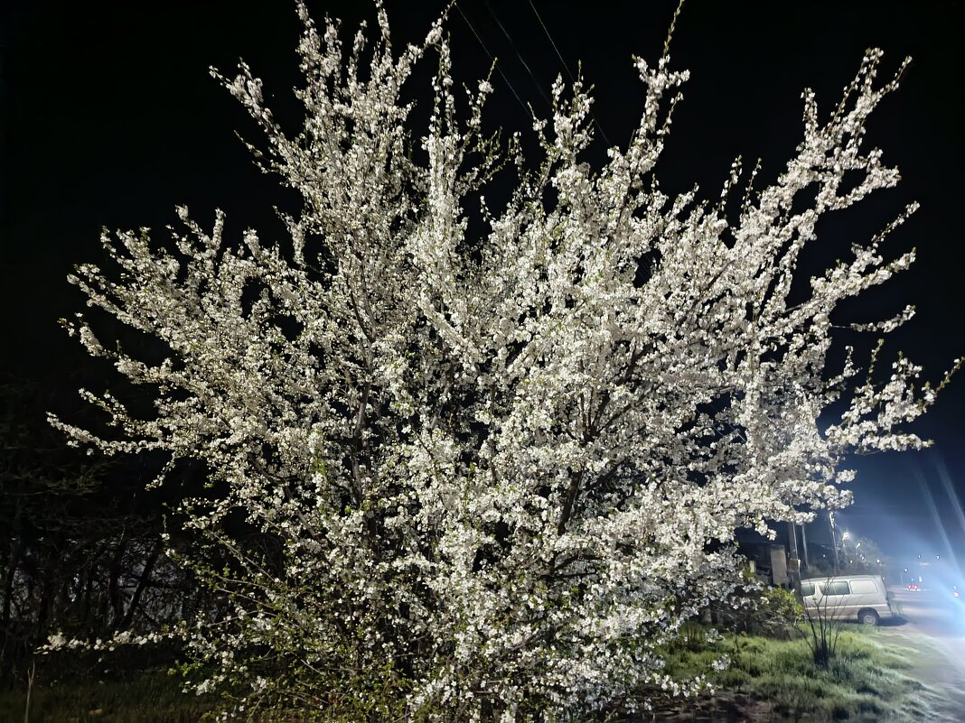 Цветение па Пасху - Татьяна Пальчикова