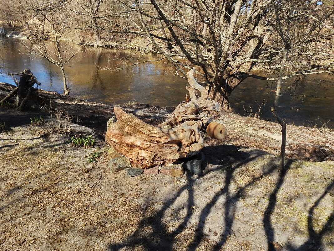 коллекция пней - ИННА ПОРОХОВА