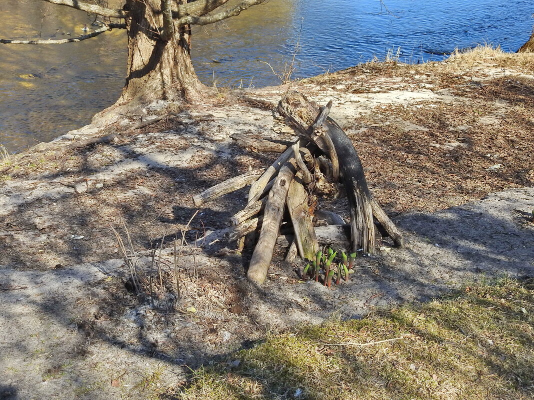 коллекция пней - ИННА ПОРОХОВА