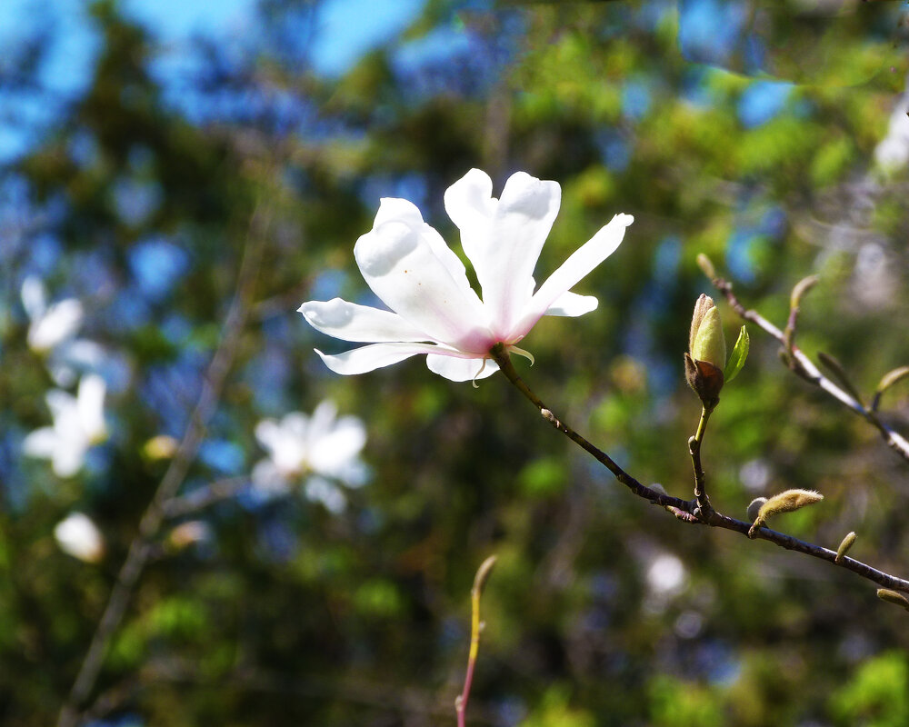 Весенние цветы - Валентин Семчишин Весенние цветы - Валентин Семчишин