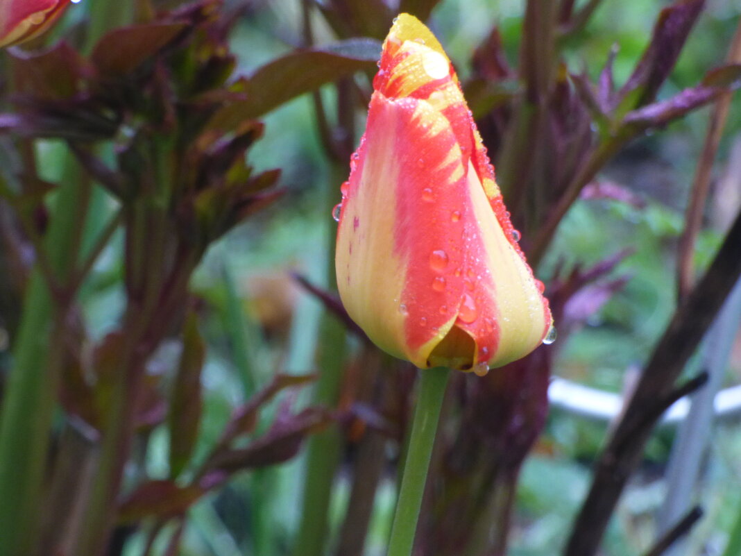 ТЮЛЬПАНЫ -2 - Елена Куприянова 