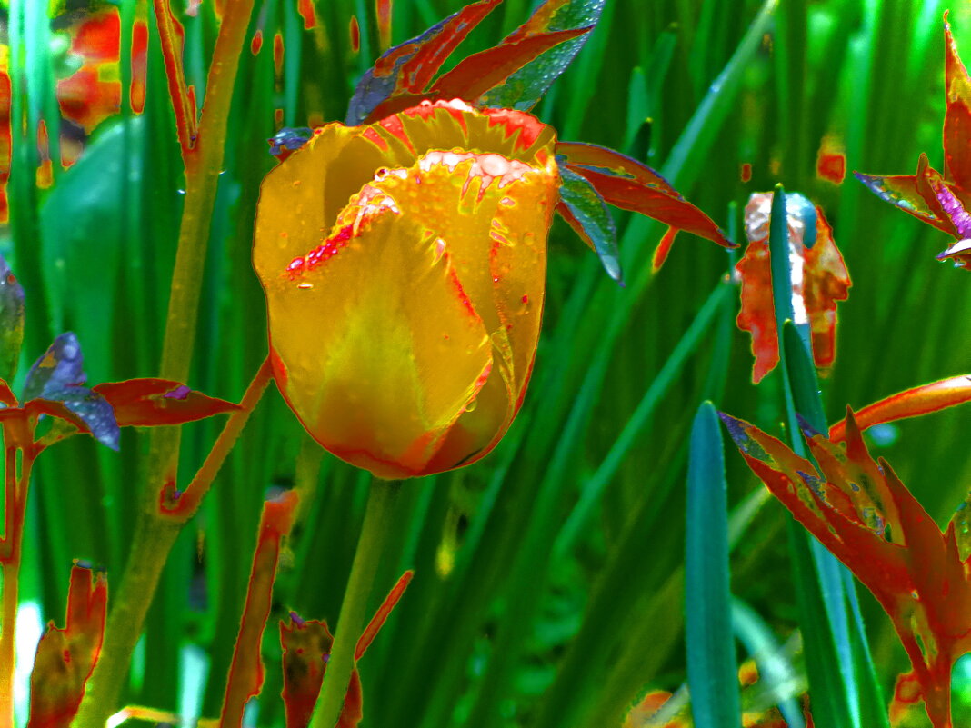 ТЮЛЬПАНЫ-4 - Елена Куприянова 