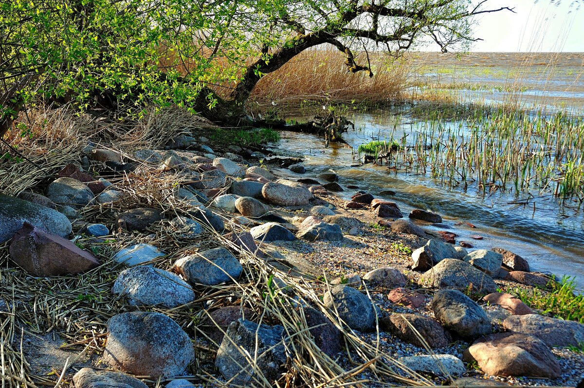 Весна, первые листочки - В.И 