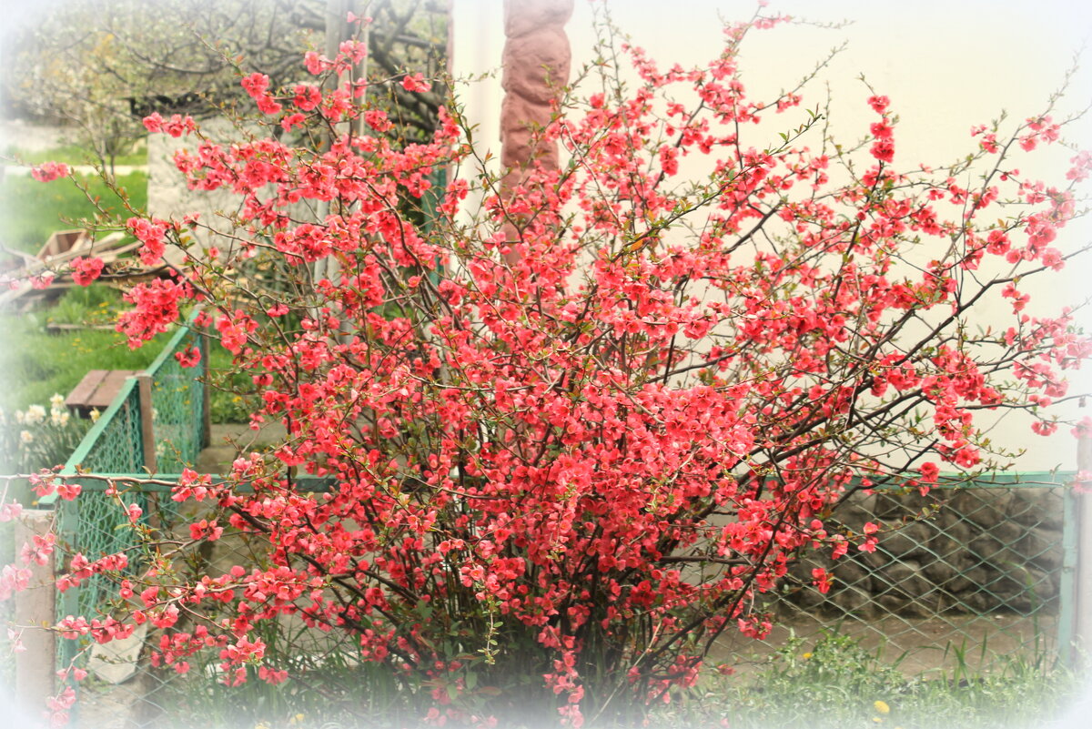 Айва японская (хеномелес ) - Ирина 