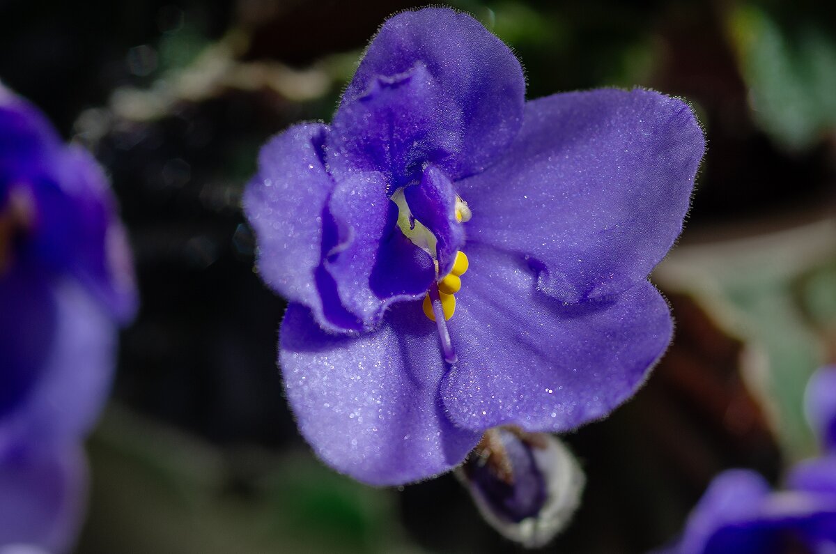 *** - Виктор Иванович Чернюк