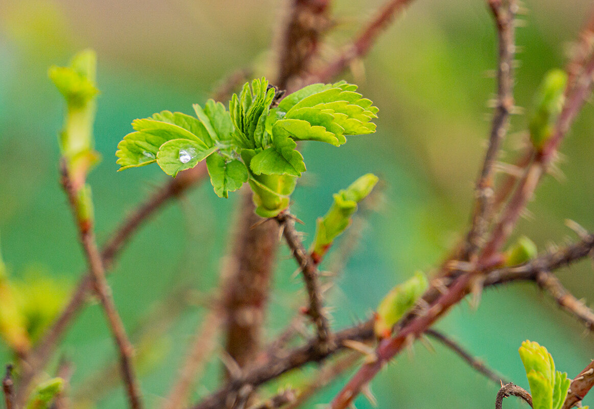 Весна - Ирина Соловьёва Весна - Ирина Соловьёва