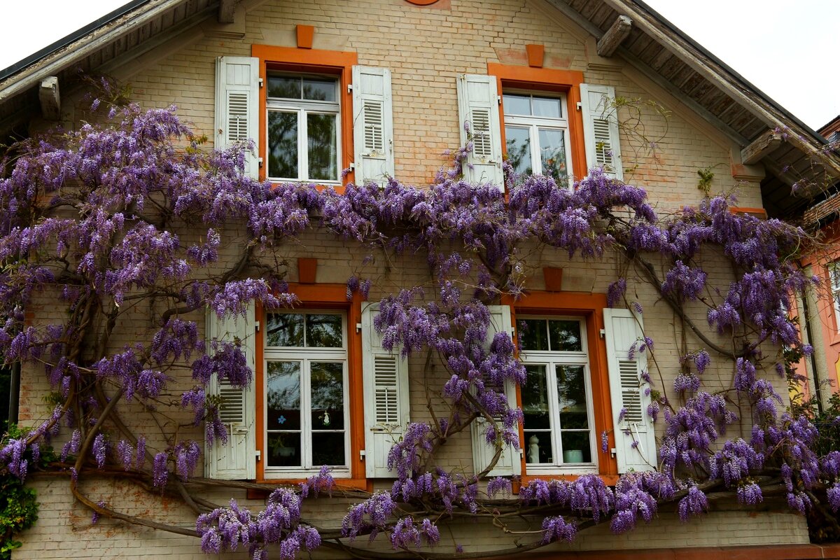 Дом - Юрий. Шмаков