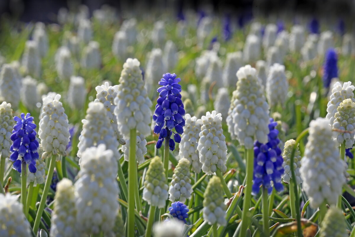 мускари Зарядье 13 апреля - Михаил Бибичков