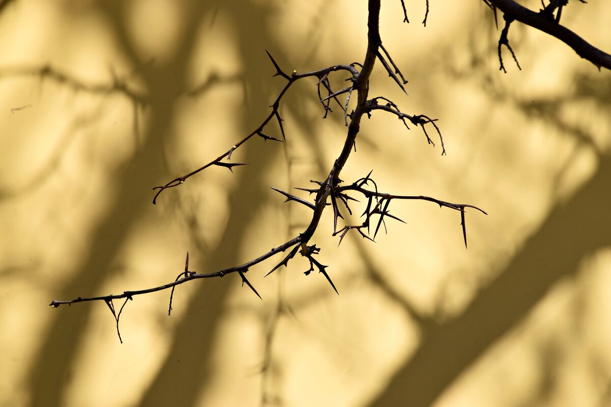 Акация и тень - Павленко Михаил 