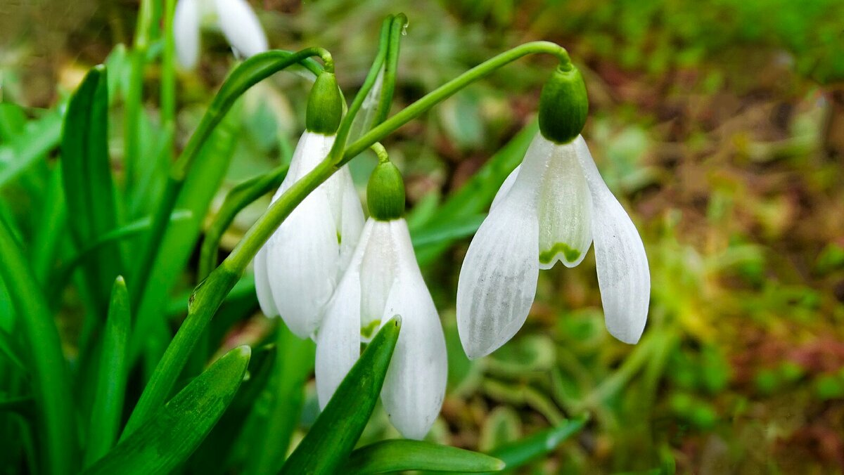 Подснежники - Милешкин Владимир Алексеевич Подснежники - Милешкин Владимир Алексеевич