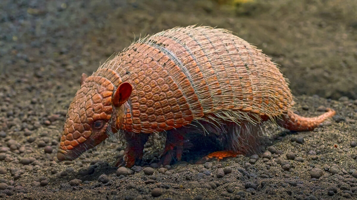 Девятипоясный броненосец - Aleksey Afonin