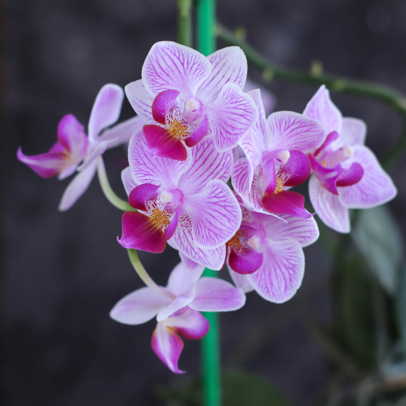 Моя коллекция орхидей - Irene Irene