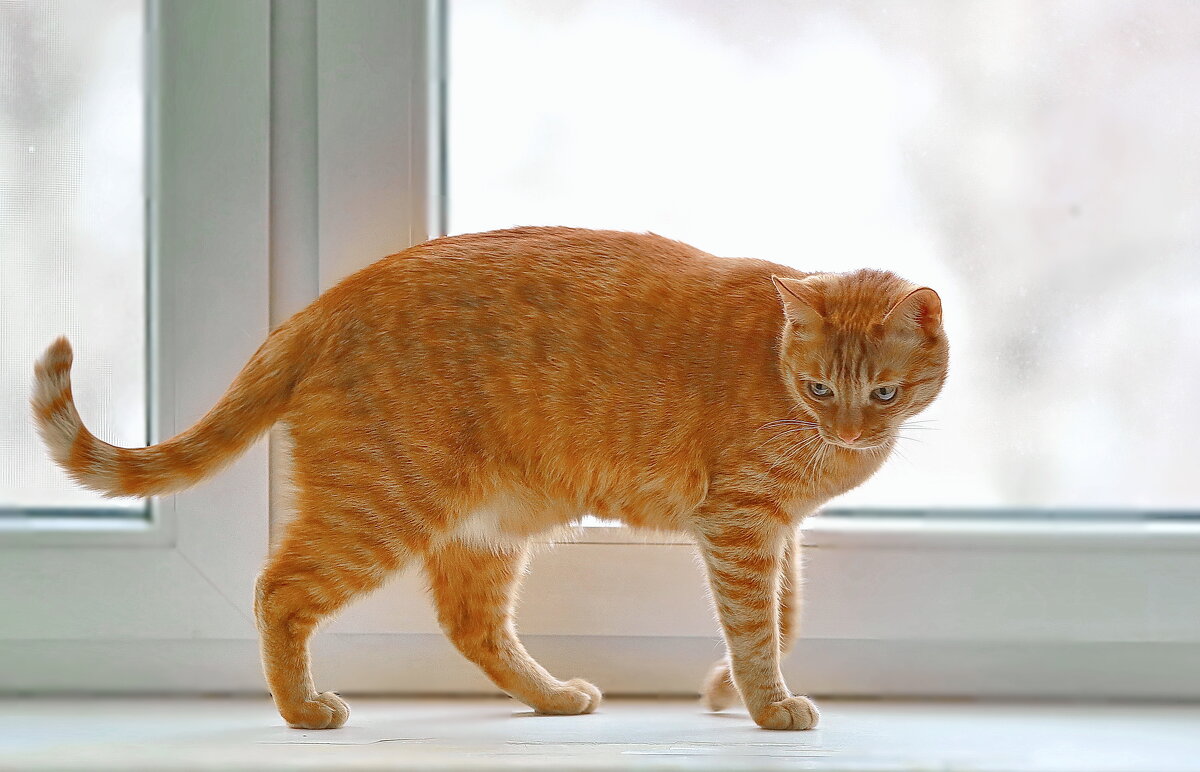 рядом бродит рыжий  кот... - Andrey Bragin 