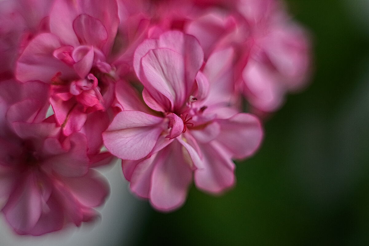 В ритме фламенко. - Николай В ритме фламенко. - Николай