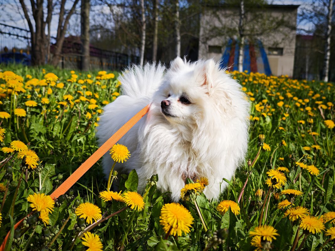 На полянке - Александр 
