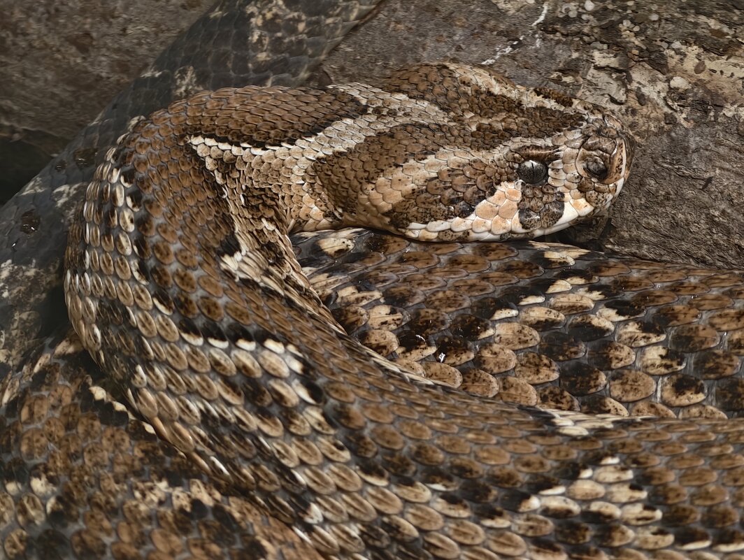 Палестинская гадюка - <<< Наташа >>>