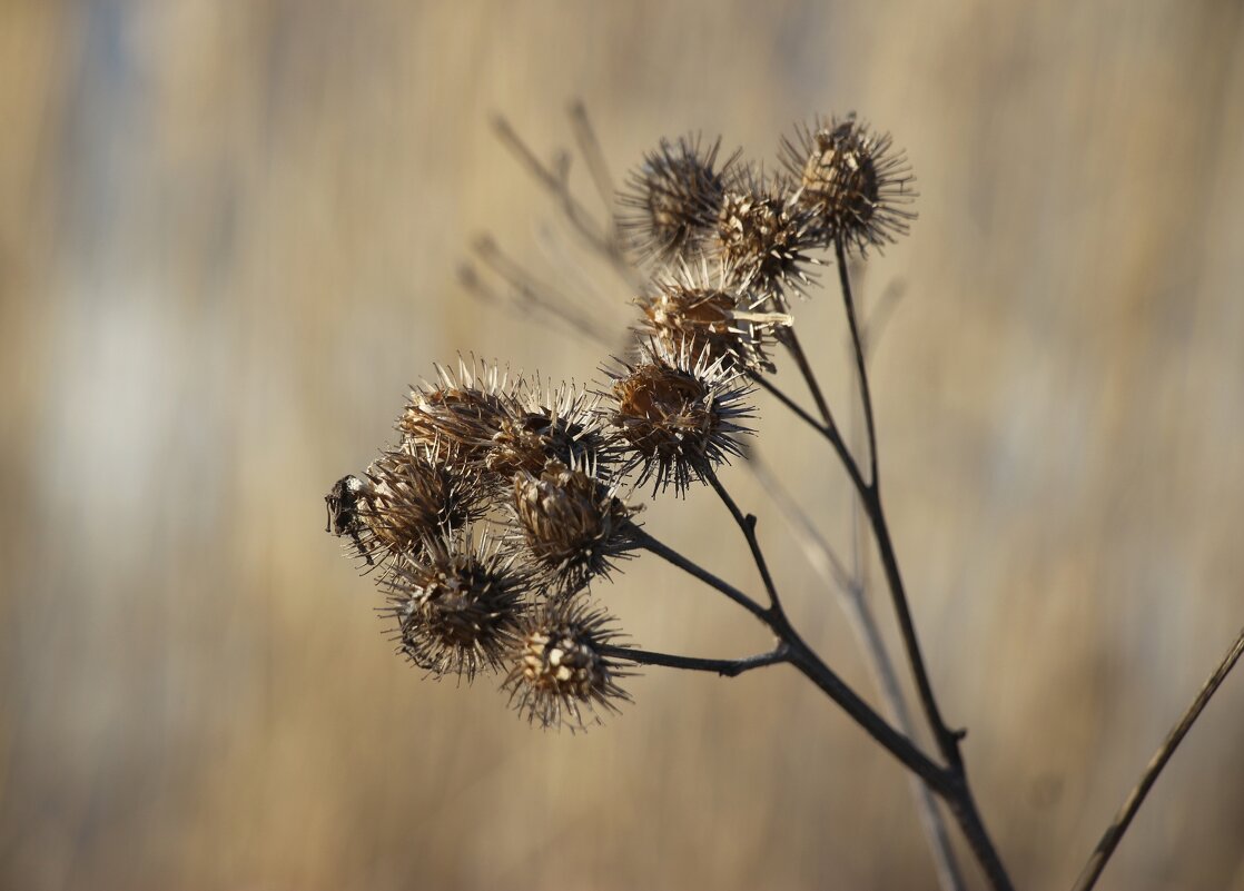 *** - Наталья Герасимова