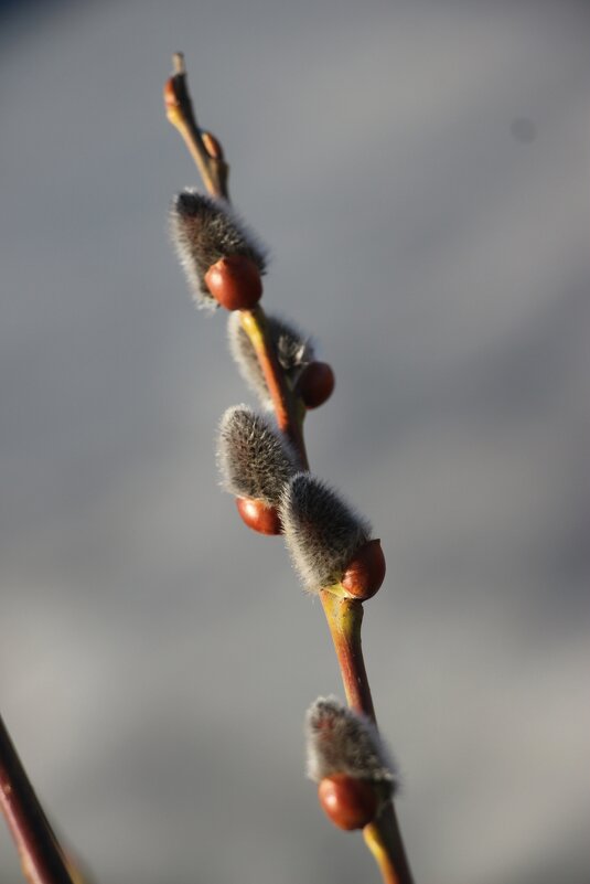 Весна - Наталья Герасимова