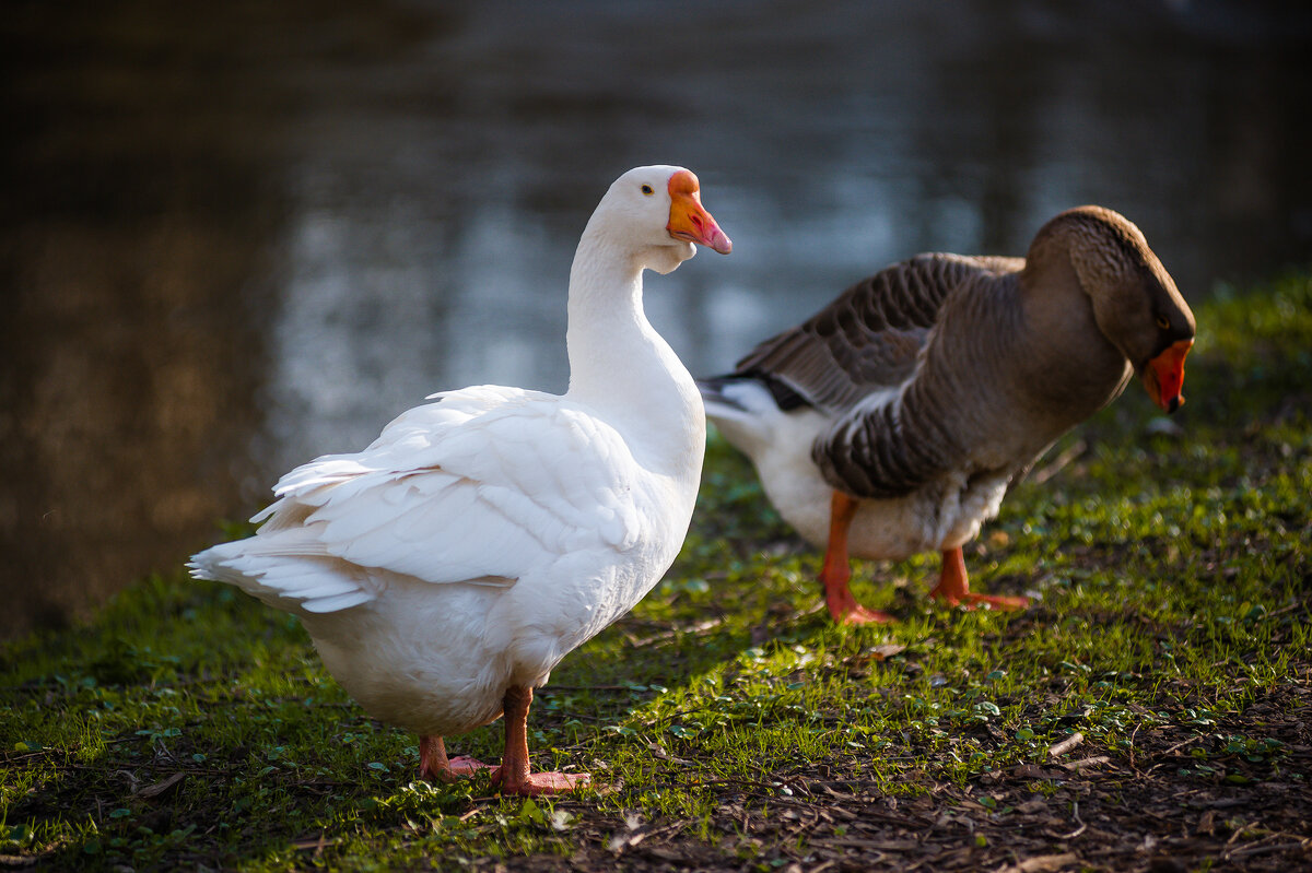 Гуси - Игорь Егоров