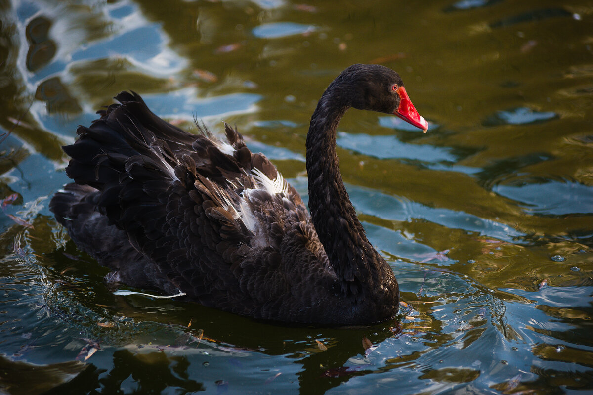 Чёрный лебедь - Игорь Егоров