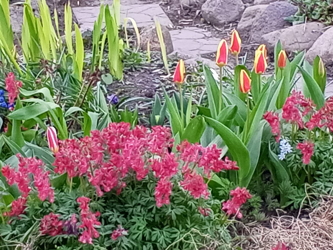 Весна - Сапсан 