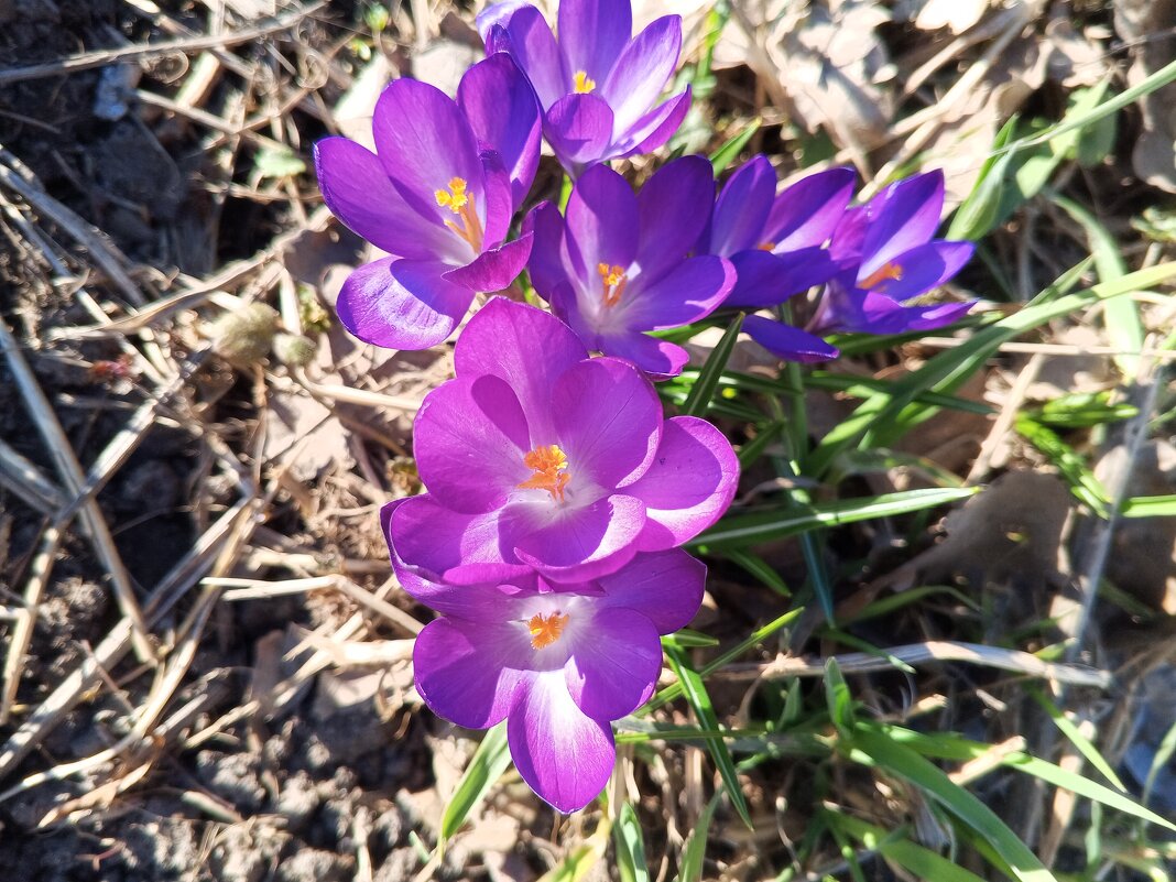 Крокус - Сапсан 