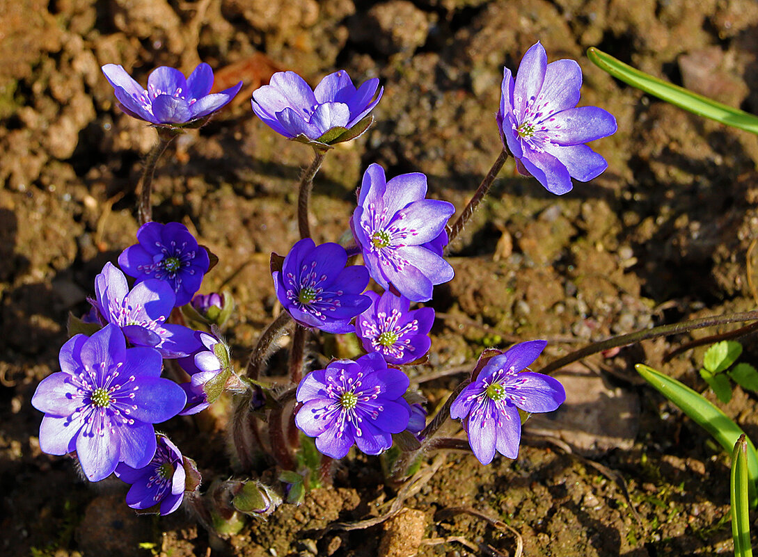 Кусочек неба на земле (Печёночница) - Светлана 