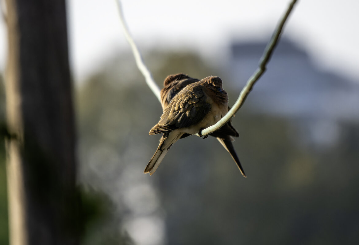 *** - Alexander Amromin