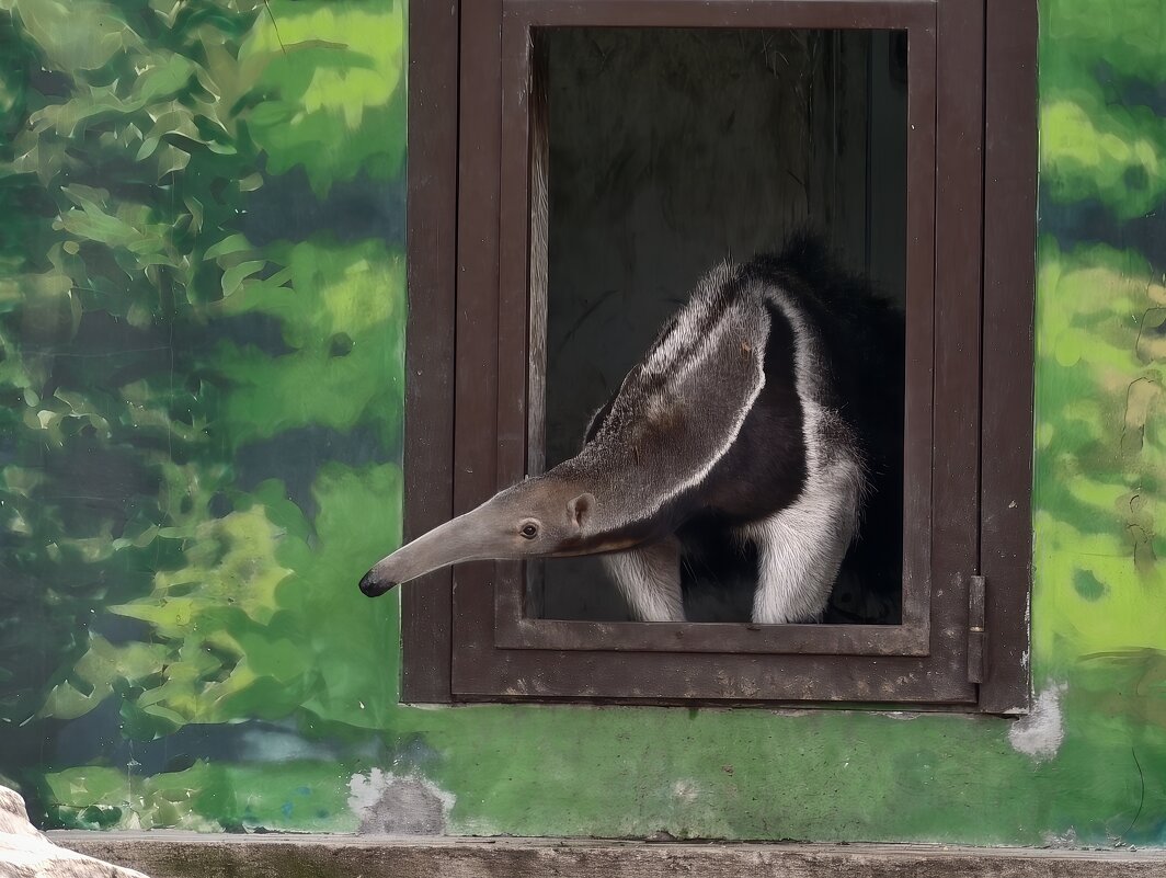 Муравьед - <<< Наташа >>> Муравьед - <<< Наташа >>>