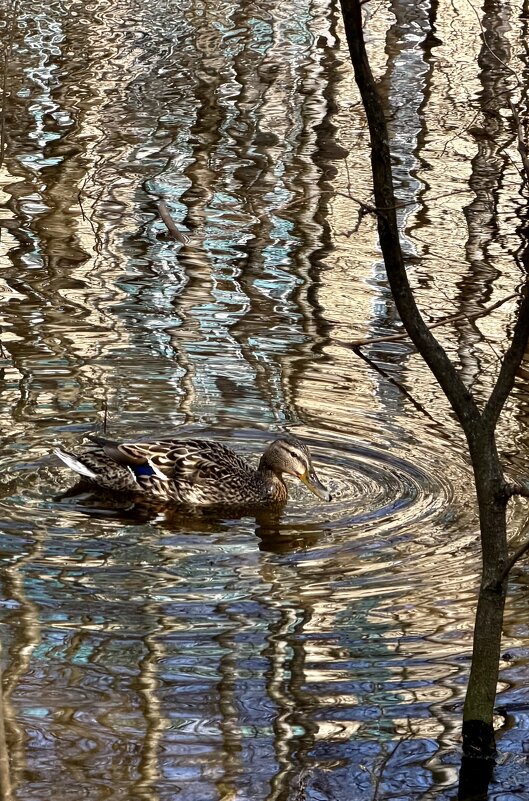 Городская дичь!) - Любовь 