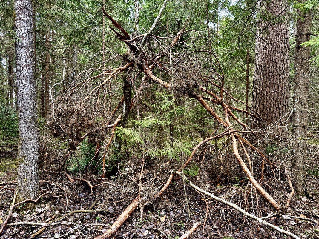Беспорядок… - Любовь 