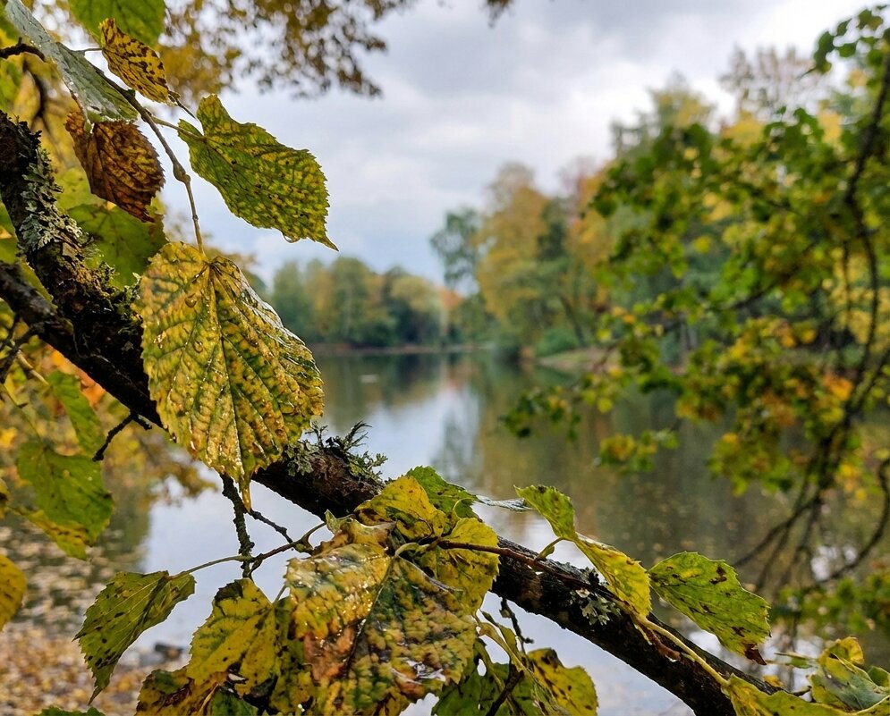 Листья липы на ветке - Лилия 