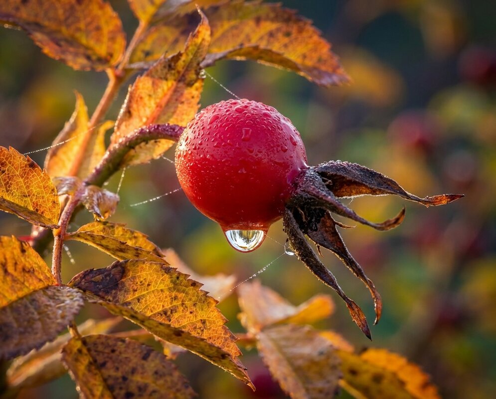 Ягода шиповника - Лилия Ягода шиповника - Лилия