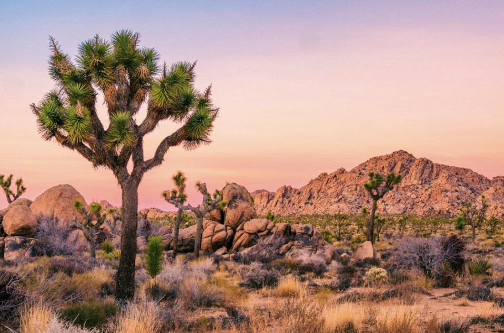 Joshua Tree National Park - Валерий Кокорев