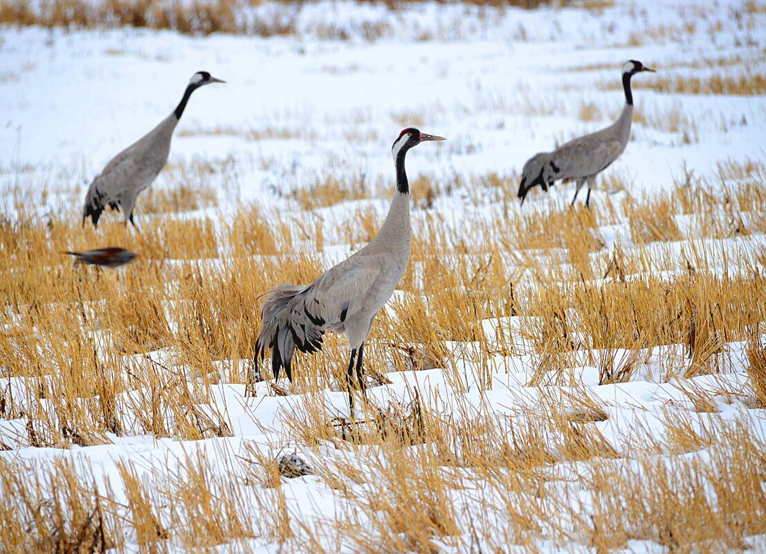 Запоздалая весна - Михаил Белоусов