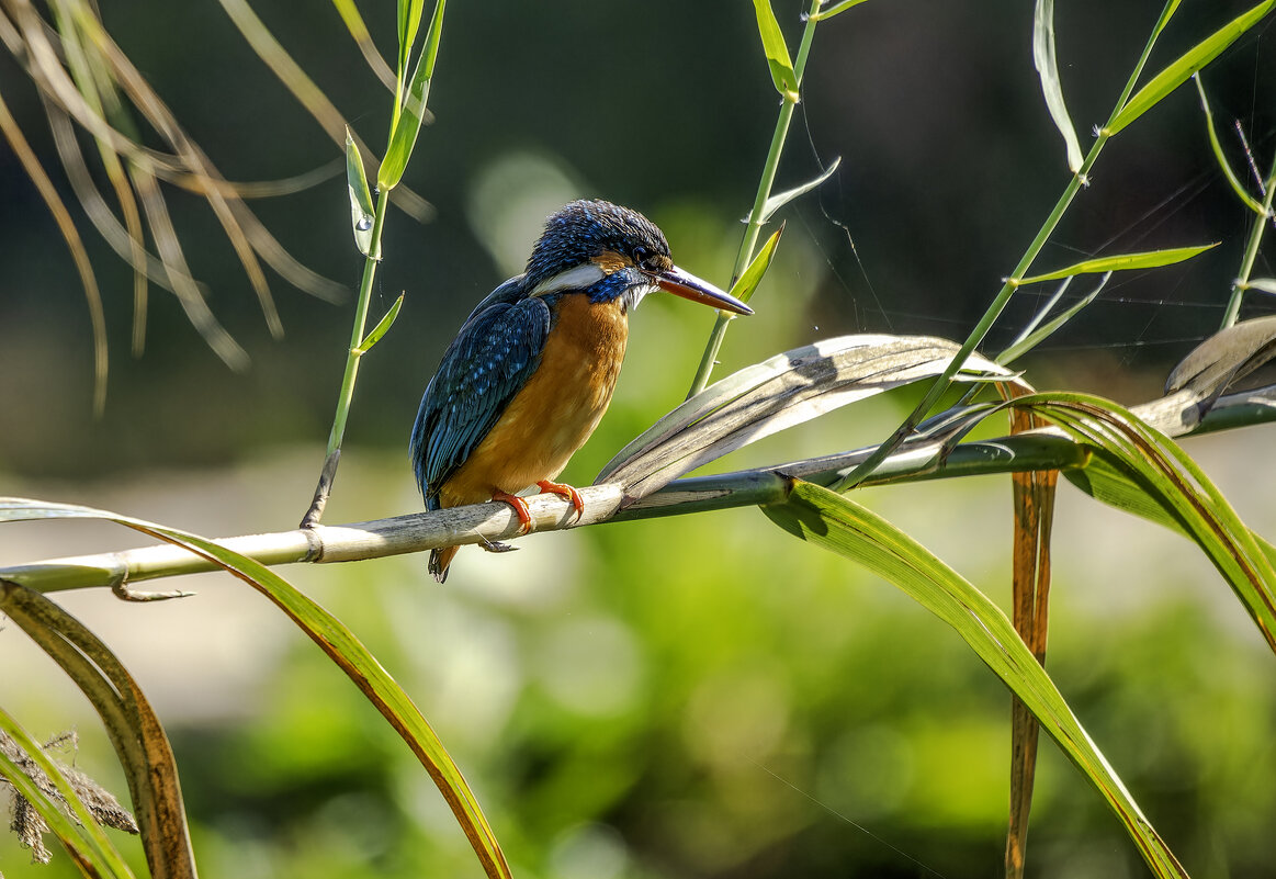 Зимородок. - Alexander Amromin
