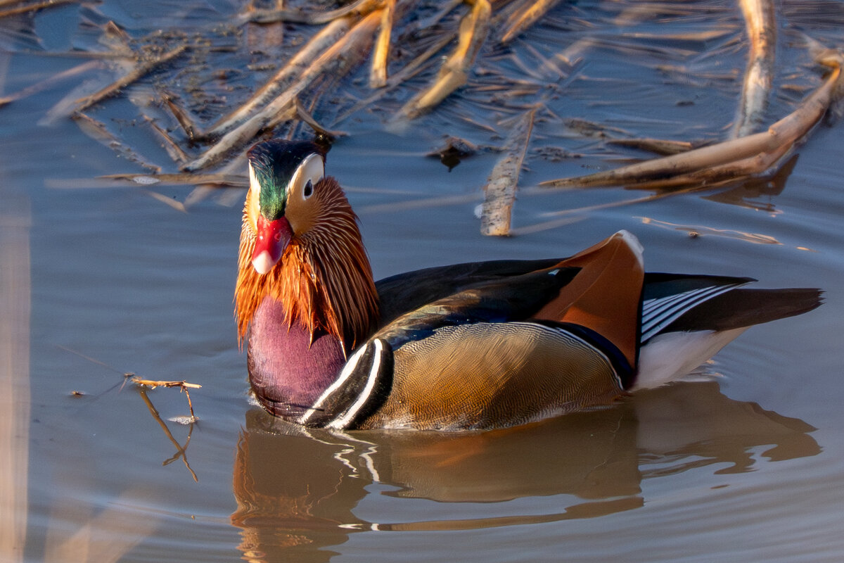 мандарин - Сергей Флетчер